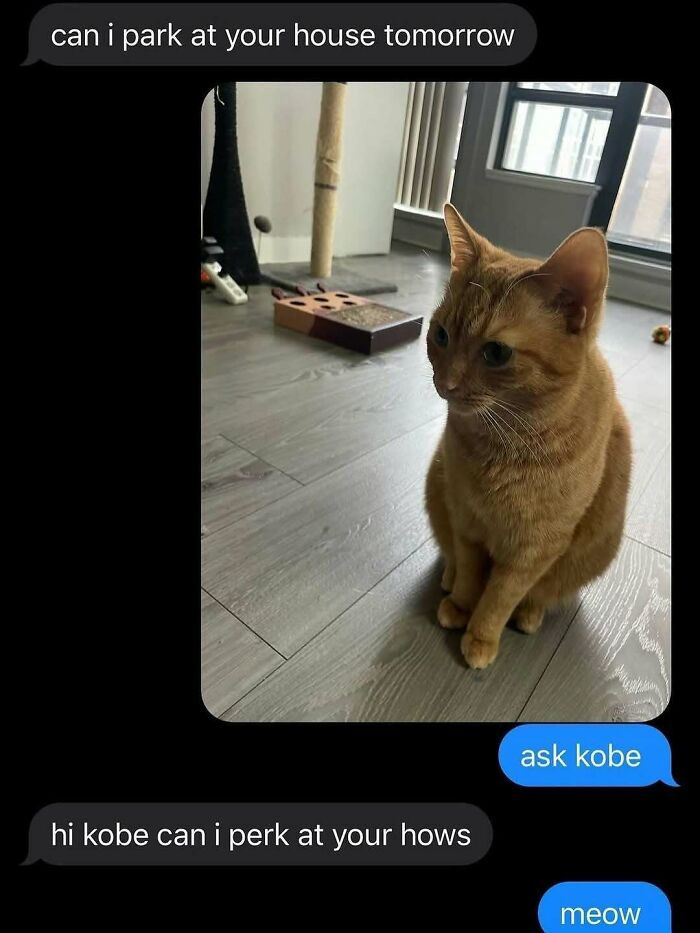 Text conversation with a ginger cat photo, showing cute and funny cat memes to lighten your mood.