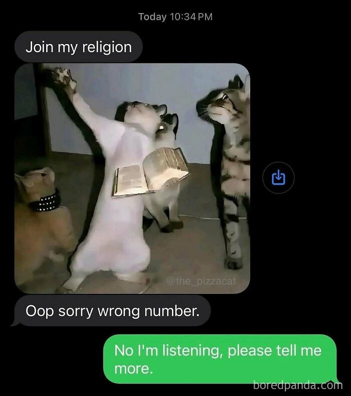 A goofy cat standing on hind legs with a book, surrounded by other cats, unaware of how silly it looks.