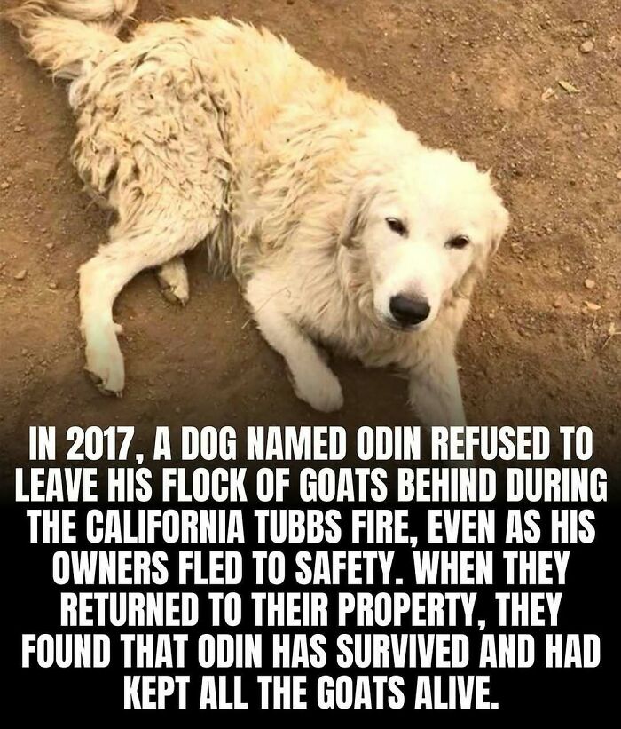 White fluffy dog lying on dirt, symbolizing adorable and wholesome posts that brighten your Instagram feed.