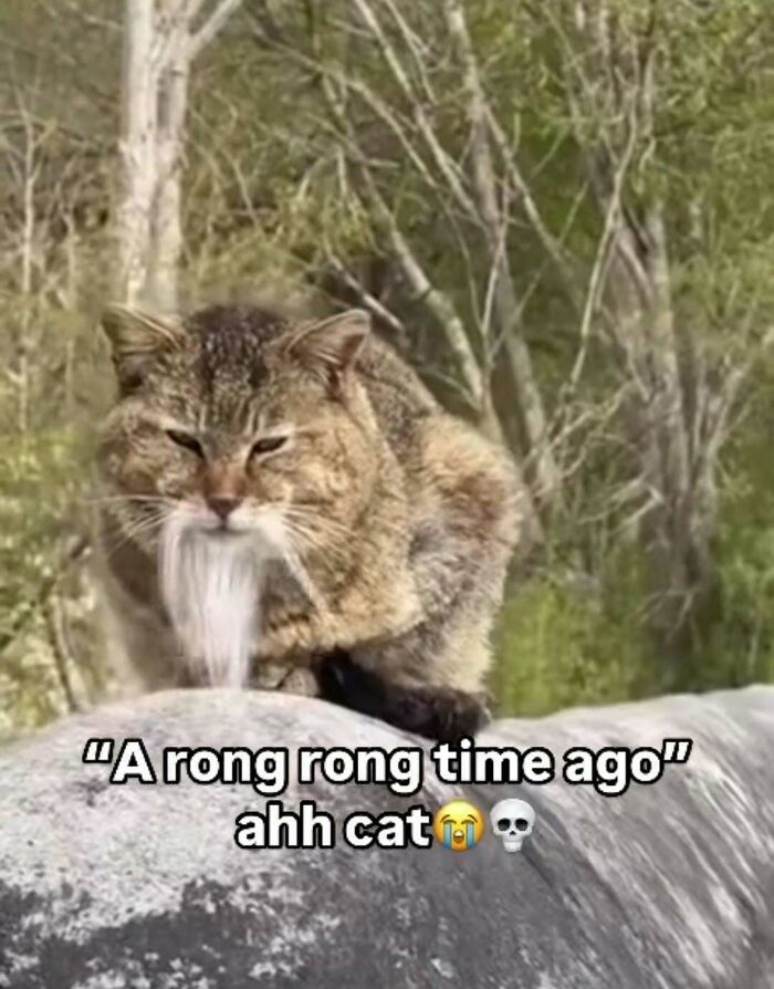 Cat with funny white beard sitting on a rock outdoors, a goofy cat unaware of its silly appearance in nature.