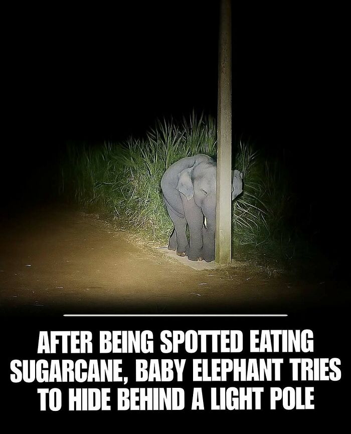 Baby elephant trying to hide behind a light pole at night in an adorable and wholesome moment to brighten your feed.