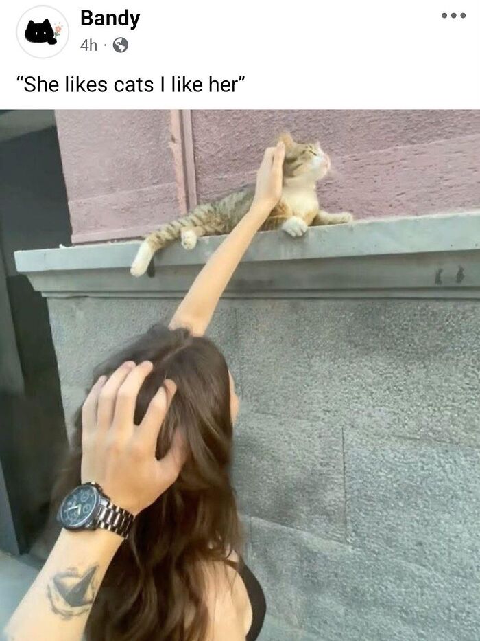 Woman petting a relaxed cat on a ledge, showing the goofy charm of cats completely unaware of their cuteness.