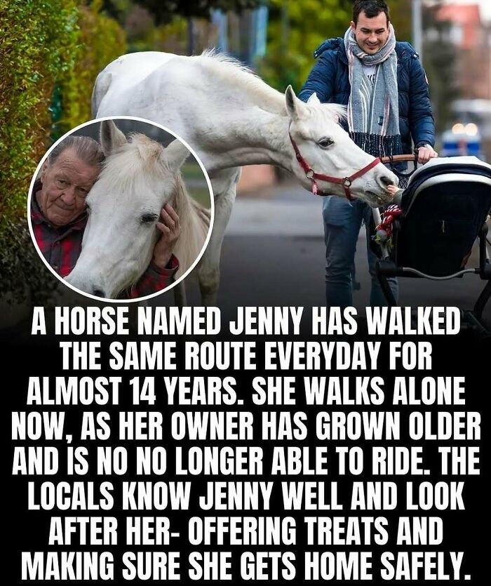 A white horse named Jenny walking alone on a neighborhood street, showcasing adorable and wholesome moments.