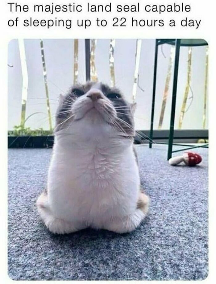 A cute cat sitting with paws tucked under, captioned as a majestic land seal that sleeps up to 22 hours, funny cat meme.