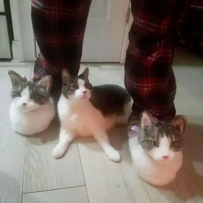Three cute cats sitting on the floor near a person wearing red plaid pants, perfect funny cat memes content.