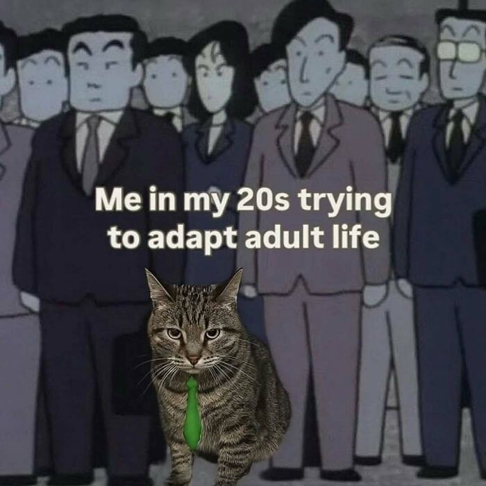 A funny cat meme showing a tabby cat with a green tie and text about adapting adult life in their 20s.