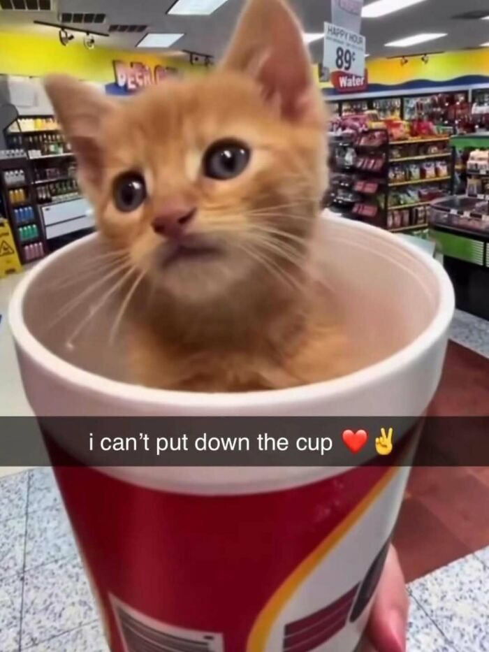 Orange kitten sitting inside a large cup with a funny caption, perfect for cute and funny cat memes online.