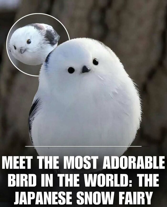 Adorable and wholesome Japanese Snow Fairy bird with soft white feathers brightening your feed with cuteness.