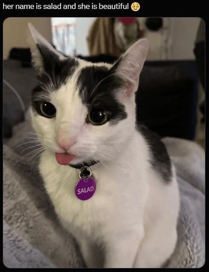 Cat named Salad with tongue sticking out, looking clueless and goofy, perfectly fitting goofy cats theme.