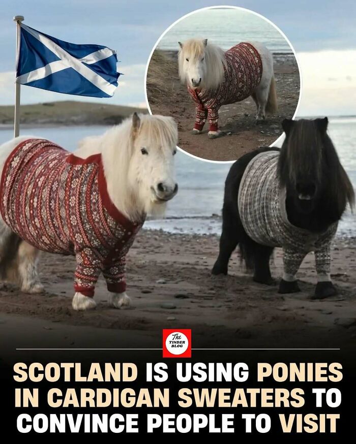 Two adorable ponies wearing cardigan sweaters by the beach, showcasing wholesome and adorable posts to brighten your feed.