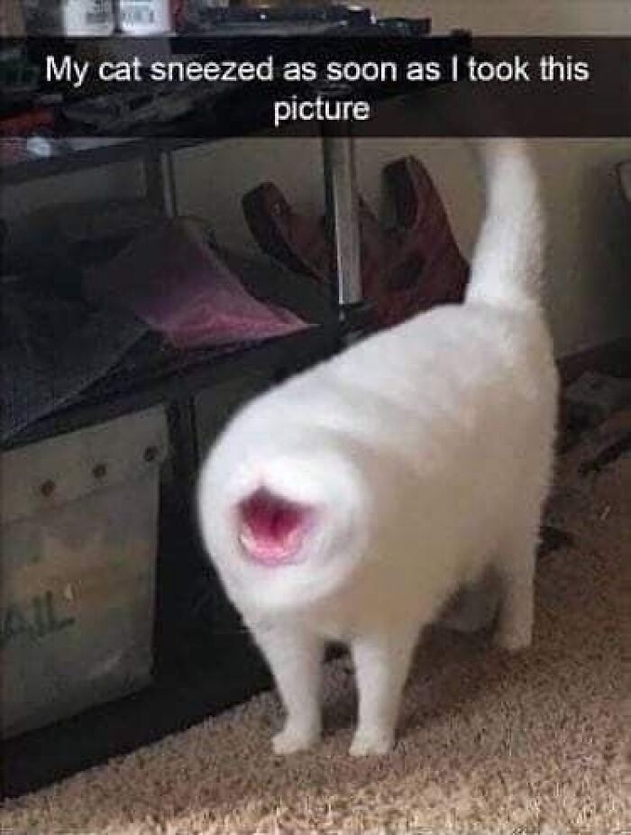 White cat mid-sneeze with blurry face standing indoors, one of the cats unaware of how goofy they are in a humorous moment.
