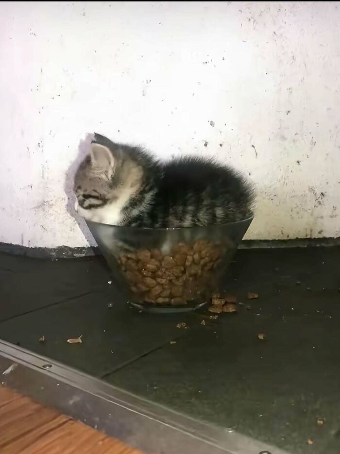 Kitten sitting inside a bowl of cat food, looking completely unaware in a goofy and adorable pose.