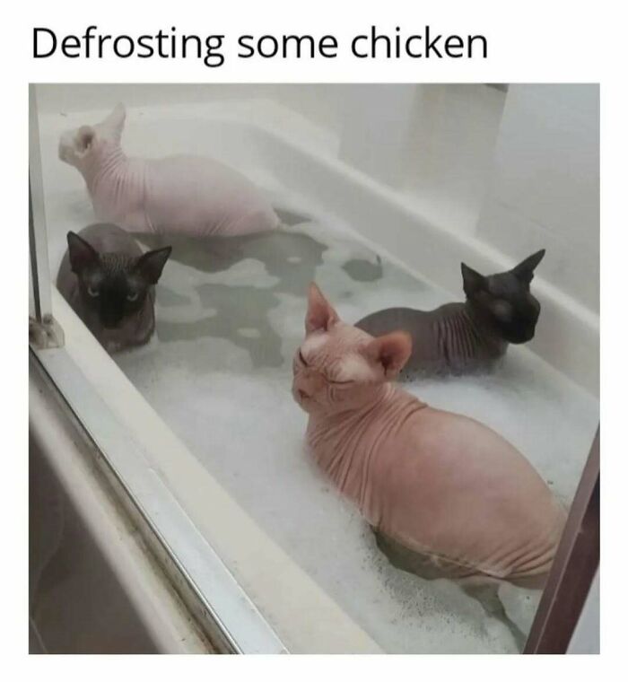 Four hairless cats sitting in a bathtub with water and bubbles, a funny cat meme about defrosting chicken.