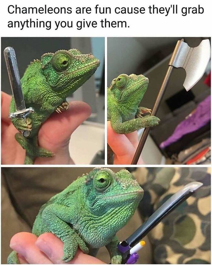 Animal-Humor-Pics-Animalxhumor