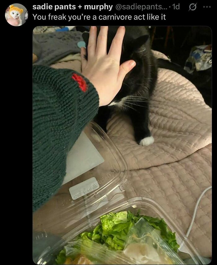 Black and white cat looking confused as a hand is held over its face with a salad container nearby, showcasing goofy cats unaware.