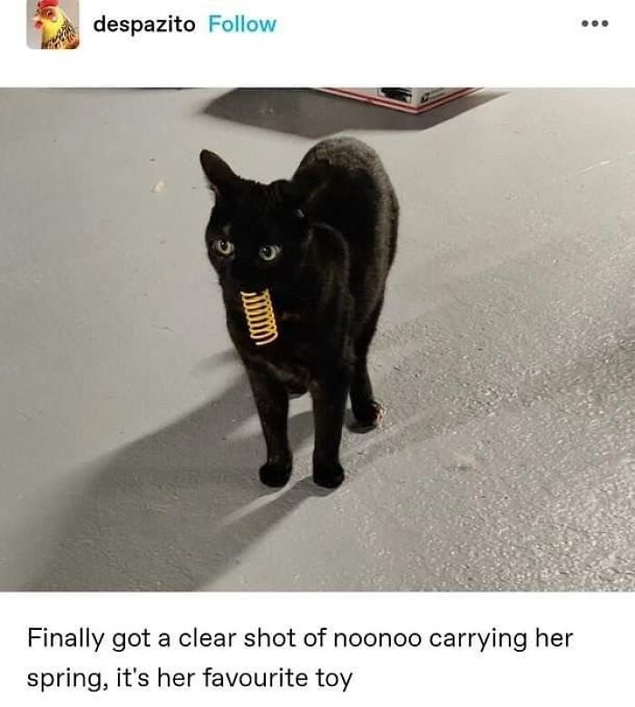 Black cat standing on a gray floor carrying a yellow spring toy in its mouth, showcasing goofy cat behavior.