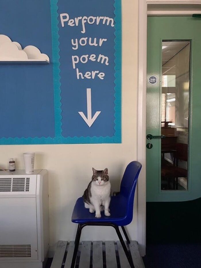 Cat sitting on a blue chair beneath a sign, unaware of how goofy they look in a simple indoor setting.