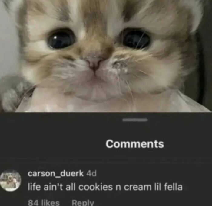 Close-up of a cute kitten with big eyes featured in a funny cat meme expressing a bittersweet message in the comments.