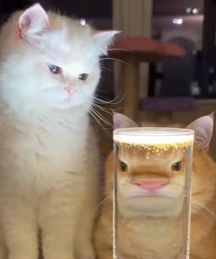 Two cats looking at a glass of water that distorts the orange cat’s face, creating a goofy and unaware expression.