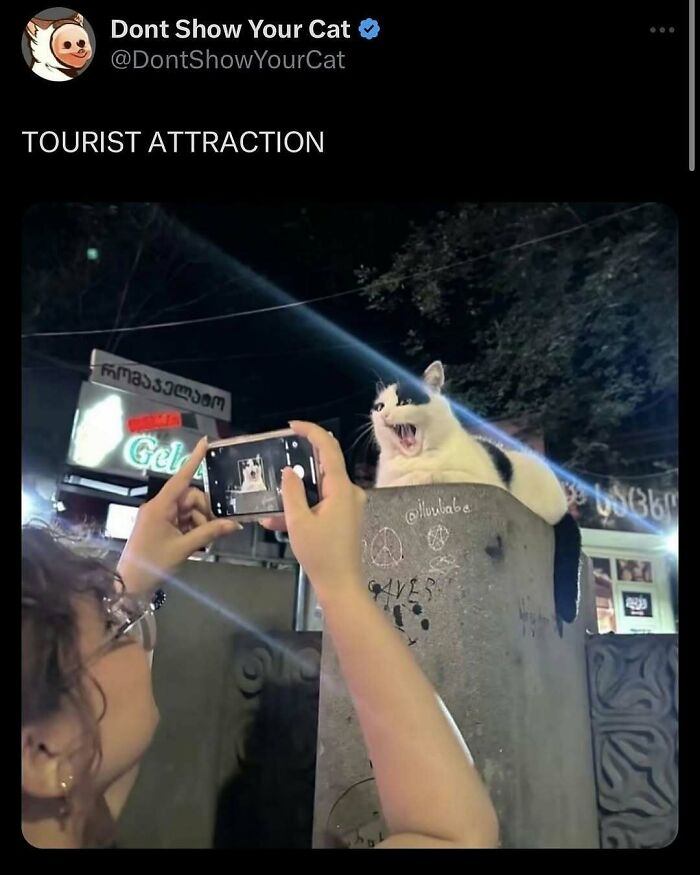 Person taking a nighttime photo of a goofy cat sitting on a concrete pillar, completely unaware of its silly expression.