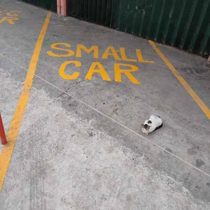 Cat sitting in a parking spot labeled small car, unaware of the humorous size comparison with the cat nearby.