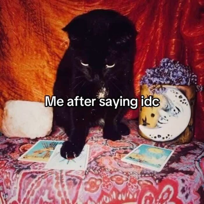 Black cat pawing tarot cards on patterned cloth with text overlay, funny cat memes for cute and humorous content.