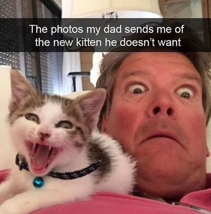 Man making a goofy face while a playful kitten with collar appears unaware, capturing funny cat moments and goofy cats.