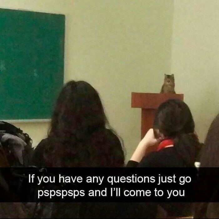 Cat meme in a classroom with a cat on a podium and a caption about calling cats with pspspsps sounds.