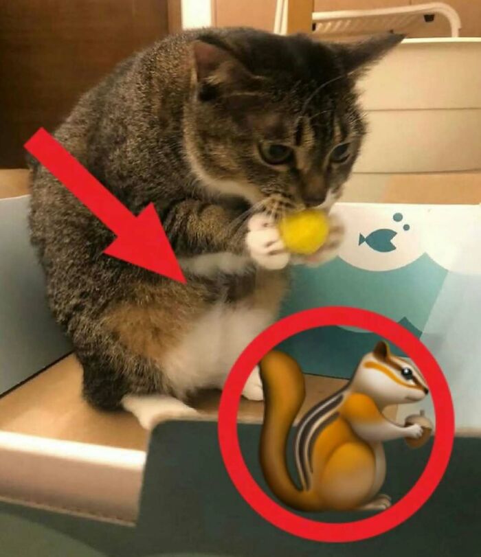 Tabby cat holding a yellow ball with a red arrow and a circled squirrel cartoon, cute and funny cat memes concept.