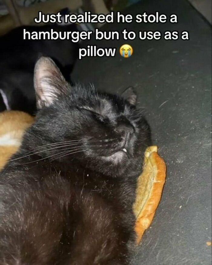 Black cat sleeping with a hamburger bun as a pillow, showcasing a cute and funny cat meme moment.