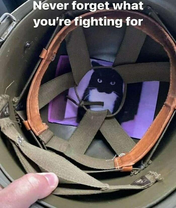 Inside a helmet, a photo of a cute cat is placed, with a caption about fighting, related to cute and funny cat memes.