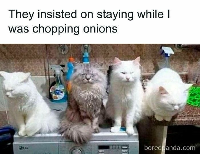 Four fluffy cats sitting on a kitchen counter looking sleepy and unaware in a goofy cats photo.