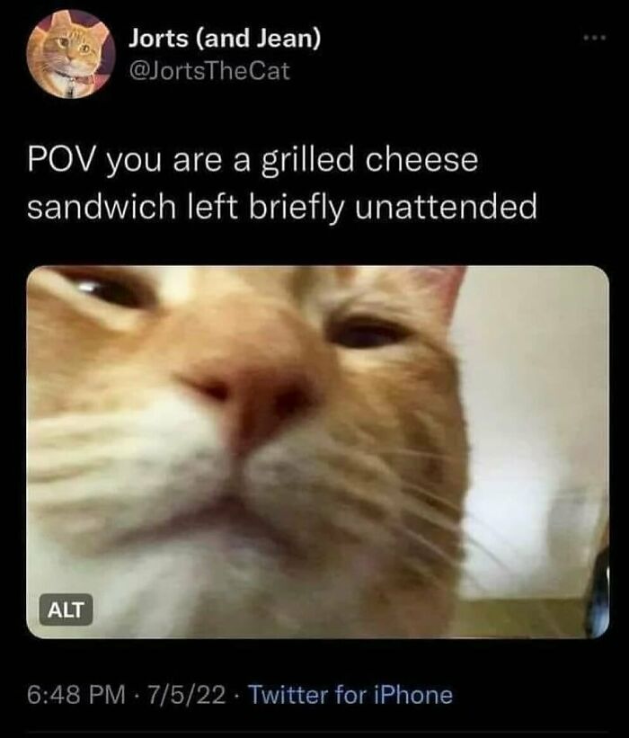 Close-up of an orange cat meme with funny text, perfect for cute and funny cat memes to look at instead of problems.