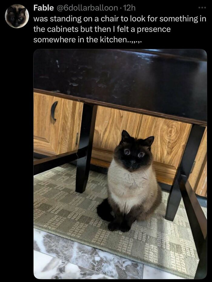 Siamese cat sitting under a black table in a kitchen, looking wide-eyed and unaware of its goofy expression.