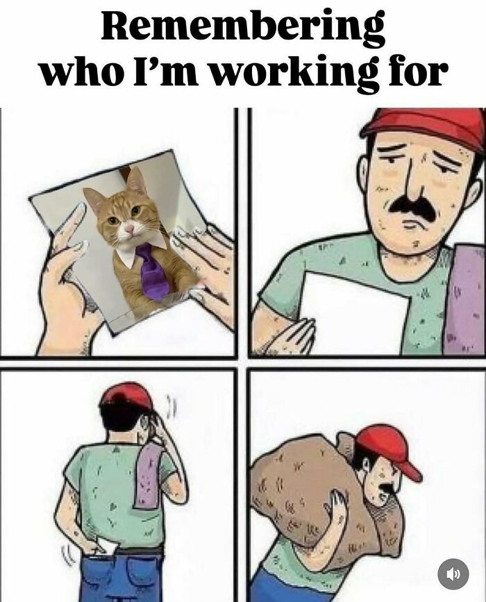 Man remembers working for a cat in a tie, highlighting cute and funny cat memes as a stress reliever.