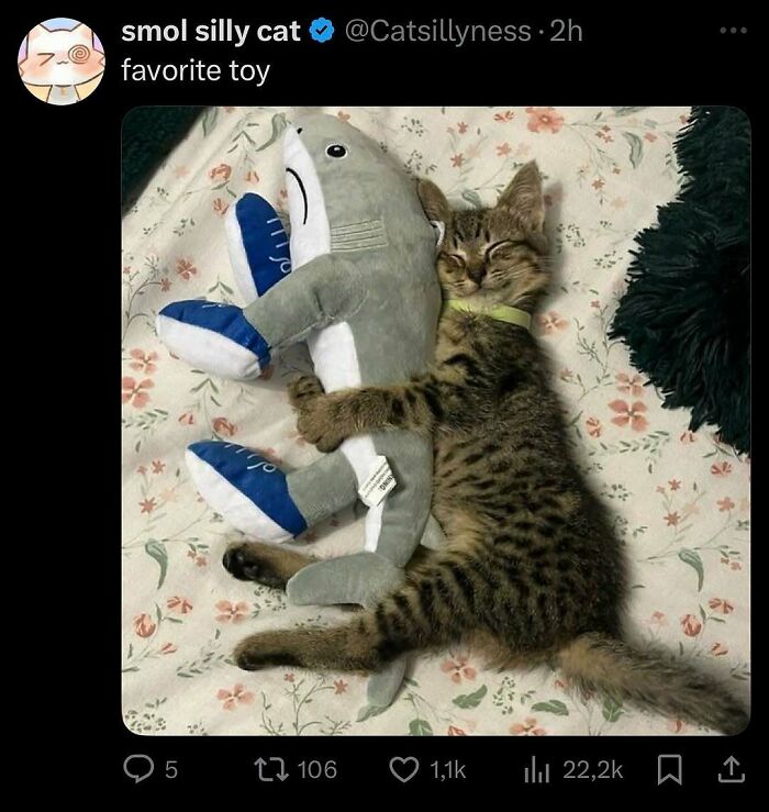 A goofy cat cuddling a shark plush toy while sleeping on a floral bed, showing unaware cat humor and charm.