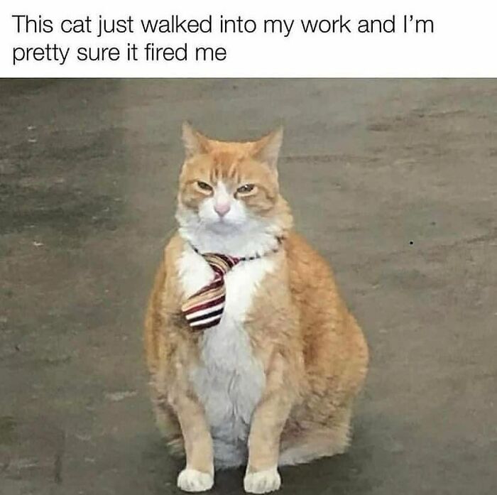 Orange and white cat wearing a striped tie with a humorous caption about being fired, fitting cute and funny cat memes.