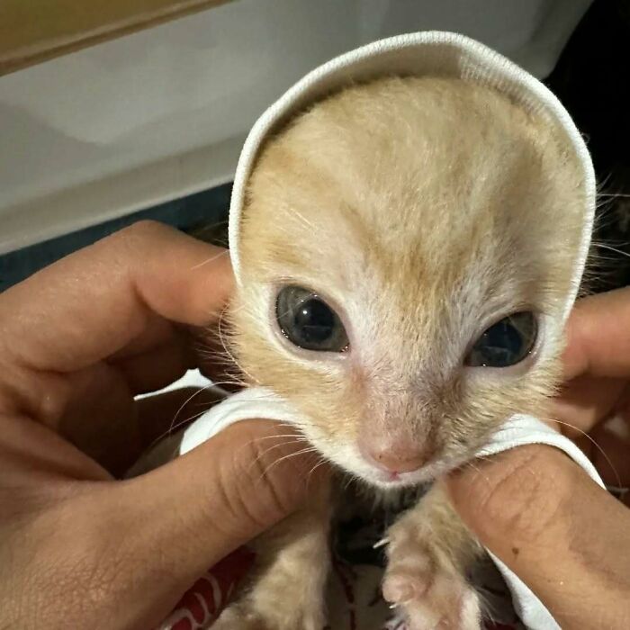 Close-up of a kitten wearing a small hood, showing a funny and weird look of cats being their hilarious selves.