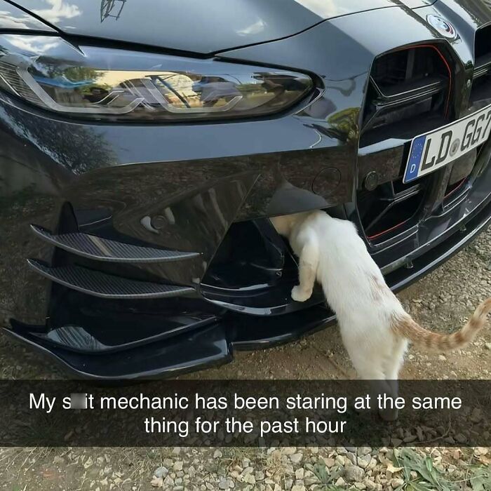 White cat sticking head into black car bumper, a funny cat meme showing curious cat inspecting vehicle parts.