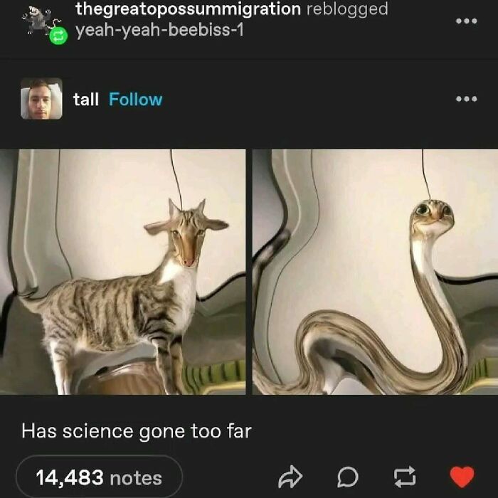 Distorted cat images with warped heads and bodies creating funny and cute cat memes for humor and entertainment.