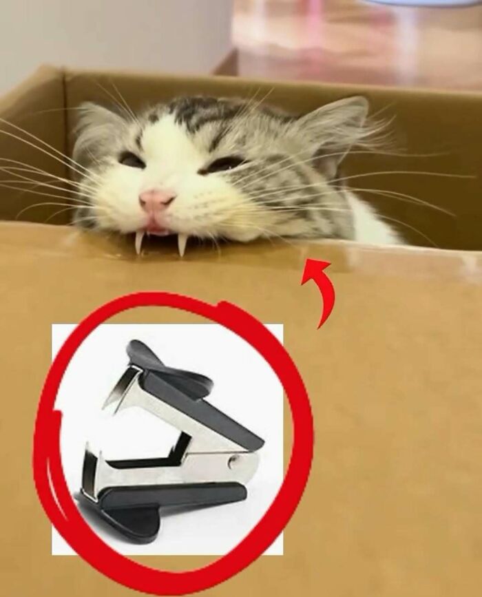 Cat with fluffy fur and sharp teeth resting on a cardboard box, highlighting funny cat memes humor.