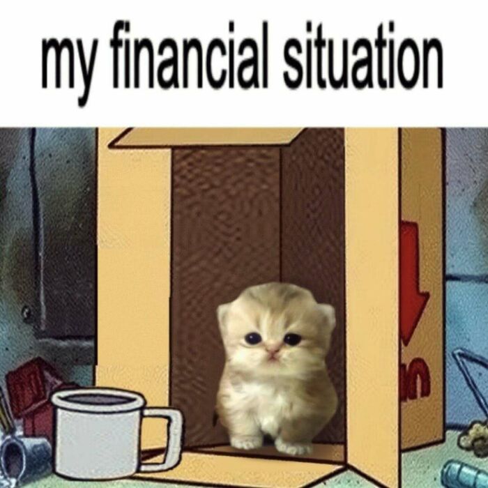 Cute and funny cat meme showing a tiny kitten inside a box labeled my financial situation with a sad expression