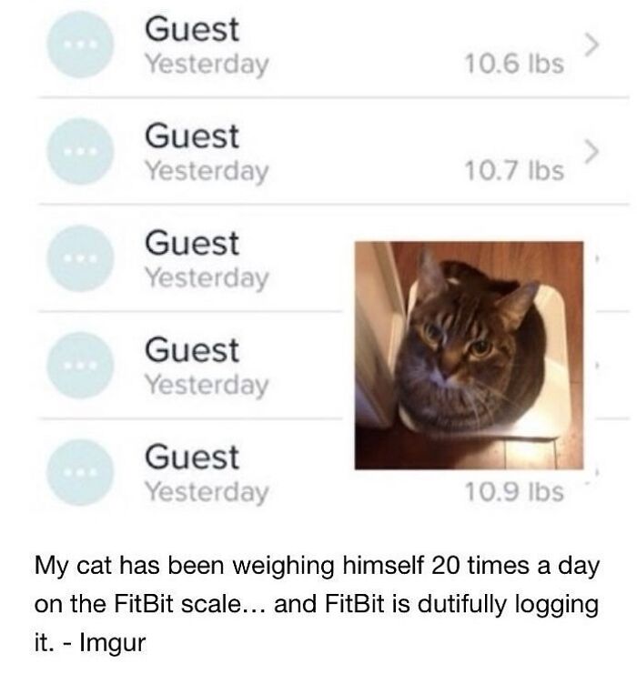 Cat repeatedly weighing itself on a smart scale, showcasing goofy behavior of unaware cats in a humorous moment.