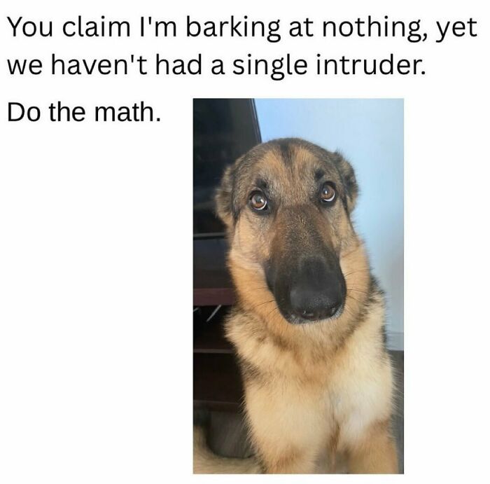 German Shepherd dog looking innocent with text about barking and no intruders, a serotonin boost picture.