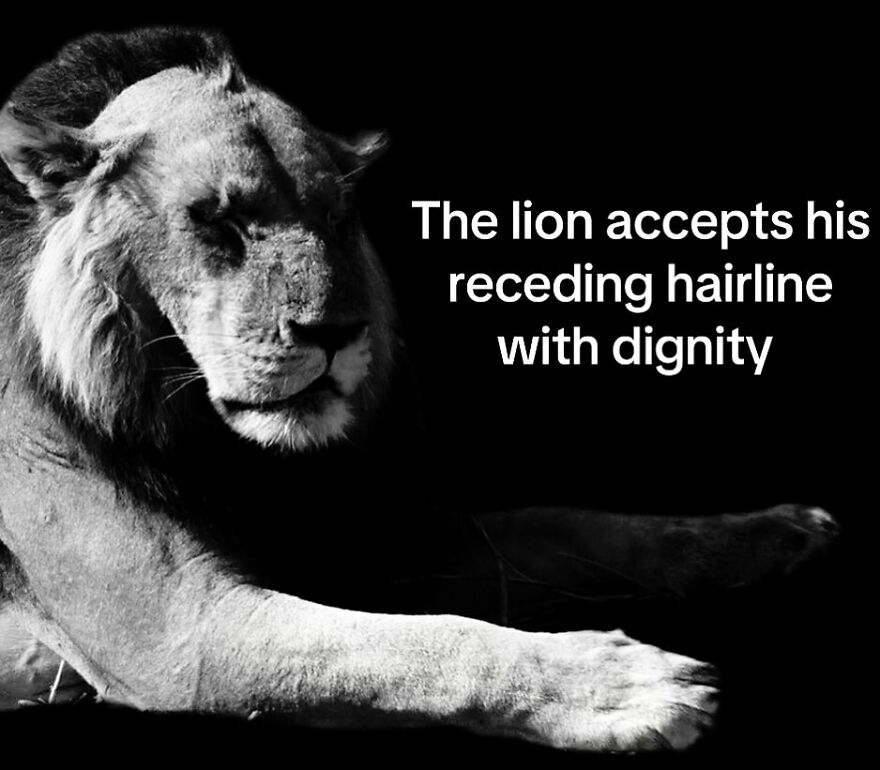 Black and white image of a lion with text about accepting a receding hairline, related to dad memes and jokes.