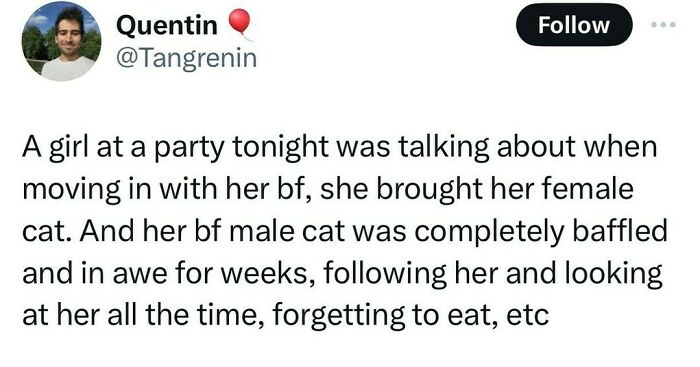 Tweet text about a girl’s male cat being baffled and infatuated after she brought her female cat home, a serotonin boost story.