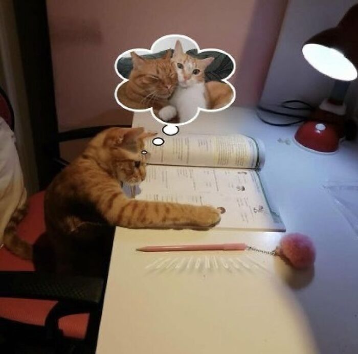 Orange cat sitting at desk with open book, imagining two cats hugging, cute and funny cat meme concept.