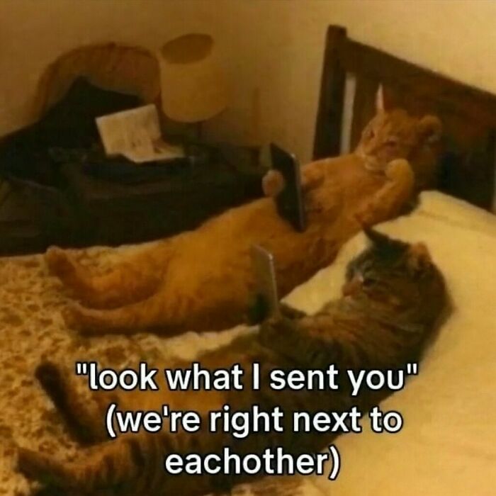 Two cats lying on beds using phones, a funny cat meme illustrating the humor in digital communication.