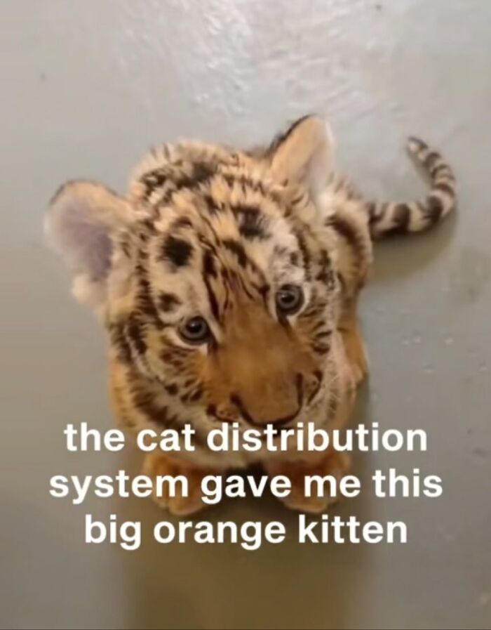 Tiger kitten looking up with curious eyes, showcasing one of the 78 cats completely unaware of how goofy they are.