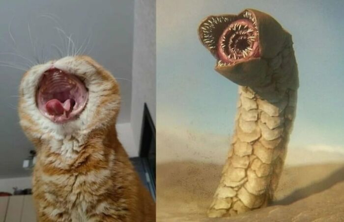 Ginger cat with mouth wide open next to a surreal creature with many sharp teeth, funny cat memes concept.